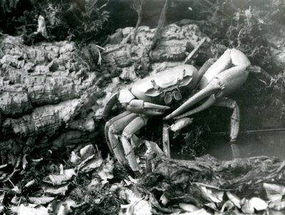 A Land Crab at London Zoo, May 1922 by Frederick William Bond